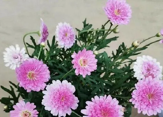 植物百科|玛格丽特花有种子吗