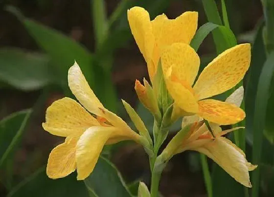 植物病害|美人蕉花叶病症状及防治方法