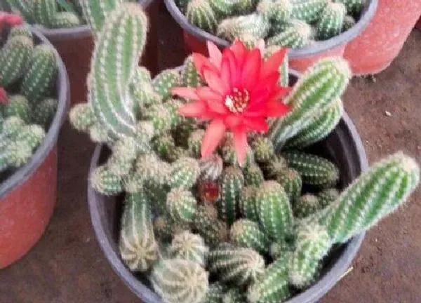 养殖科普|仙人掌会开花吗