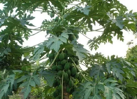 植物百科|木瓜树是一年一种吗