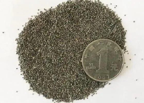 植物播种|太阳花种子播种方法