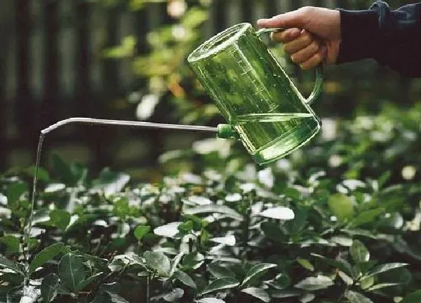 植物浇水|啤酒浇花有什么好处和坏处 妙用啤酒水浇花促生长