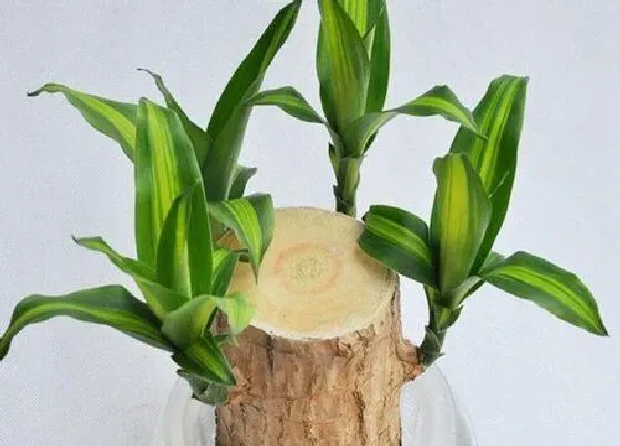 植物排行|不开花植物有哪些