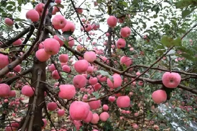 植物产地|浆水苹果产地在哪里（邢台浆水苹果好吃吗）