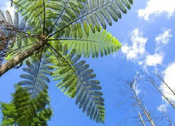 植物百科|桫椤是什么植物类别 属于二级保护的木本蕨类植物