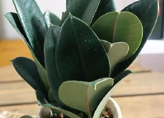 植物百科|橡皮树有什么作用