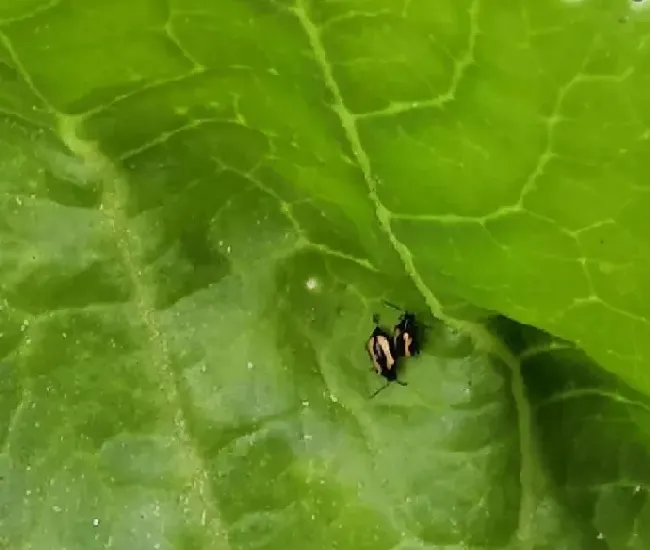 植物虫害|蔬菜跳甲用什么药能打死（青菜上的跳甲用什么农药防治）