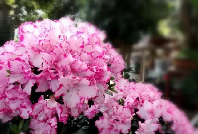 花期|杜鹃什么季节开花（一般杜鹃开花时间和开放花期）