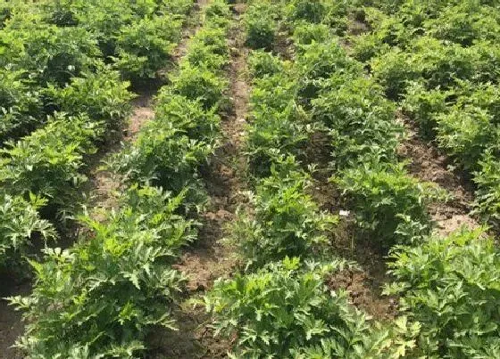 种植管理|川芎几月份种植合适