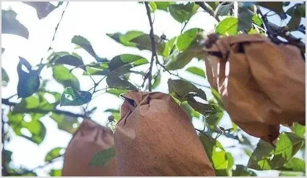 苹果套袋可以增产提质，分享优质苹果果袋的五点判别技巧！ | 养殖技术