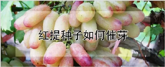 红提种子如何催芽 | 养殖技术