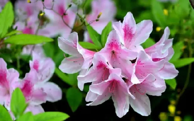 花期|杜鹃什么季节开花（一般杜鹃开花时间和开放花期）