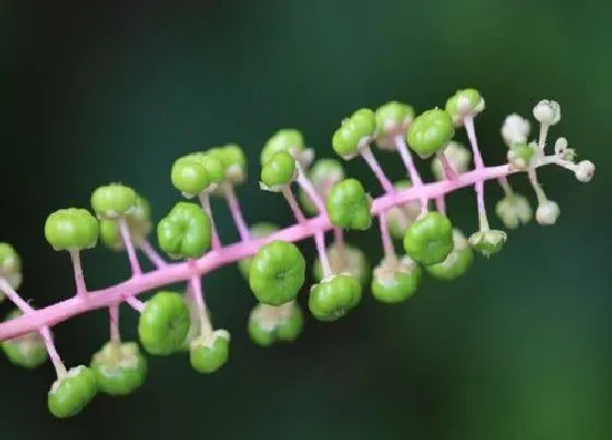 植物百科|商路是什么植物类别