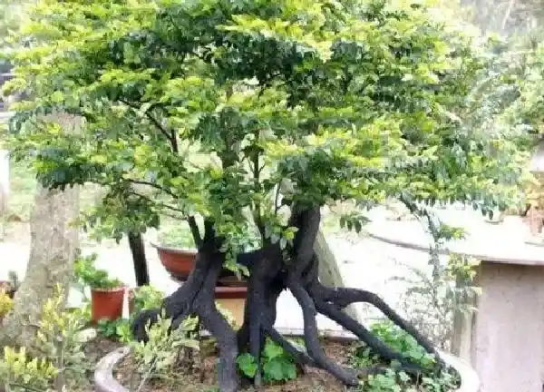 养殖科普|盆栽紫檀好养吗 养殖方法和养护要点