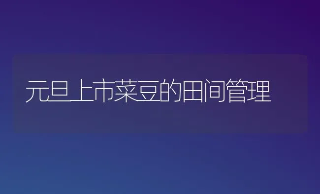 元旦上市菜豆的田间管理 | 蔬菜种植