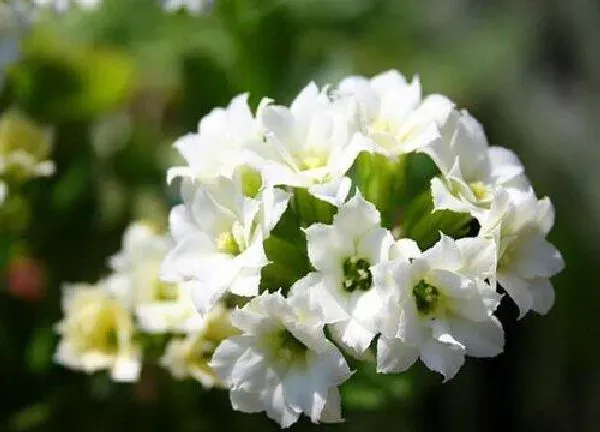 植物扦插|长寿花可以扦插吗