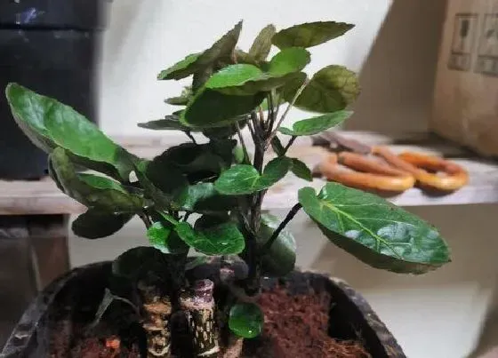 植物毒性|金钱兜有毒吗 可以放在室内养吗