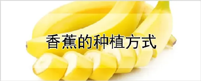 香蕉的种植方式 | 养殖技术