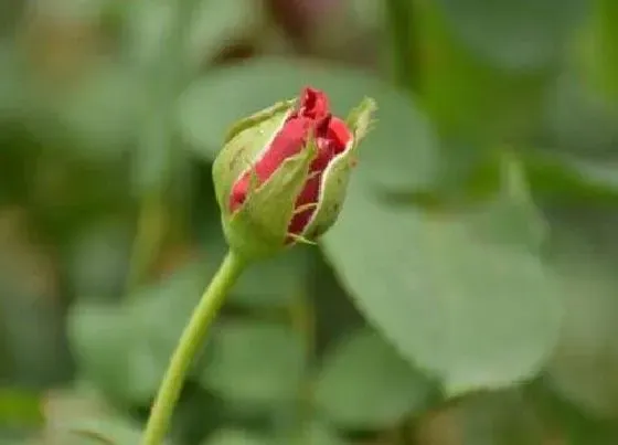 花朵|月季花骨朵的样子 开花时间