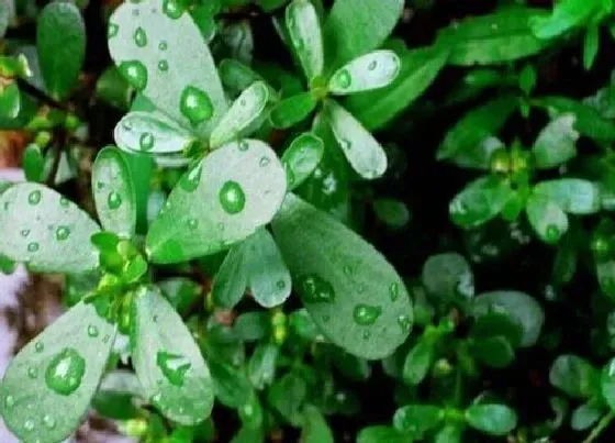 功效常识|哪种蔬菜能杀菌（除了蒜哪种蔬菜有杀菌效果）