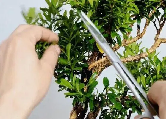植物修剪|小叶黄杨树怎么修剪方法