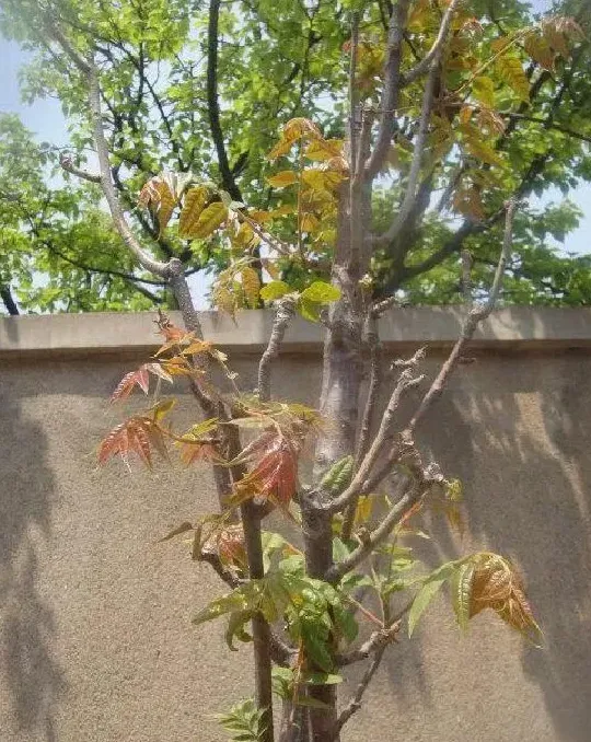 养殖科普|香椿树种在院子里好不好（农村院里栽香椿对家里好吗）