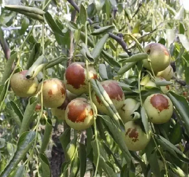 植物种类|枣的品种名称及图片