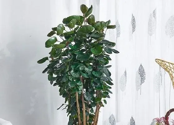 植物毒性|金钱兜有毒吗 可以放在室内养吗