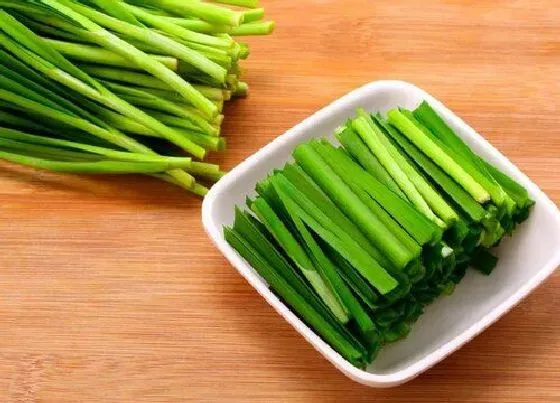 植物百科|韭菜属于什么类植物