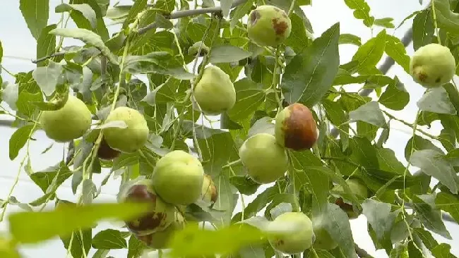 植物种类|枣的品种名称及图片