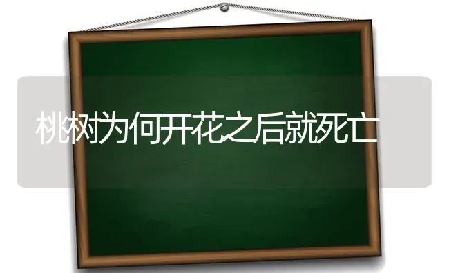 桃树为何开花之后就死亡 | 瓜果种植