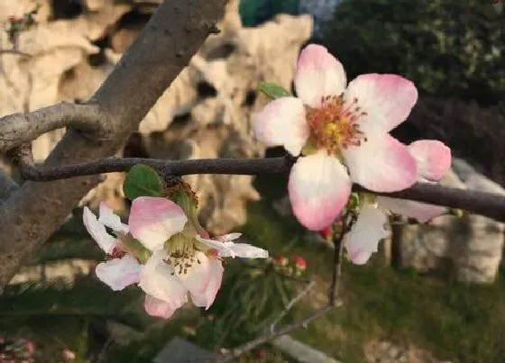 颜色花|海棠树的花是什么颜色