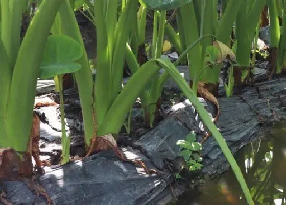 植物产地|芋头产地在哪里