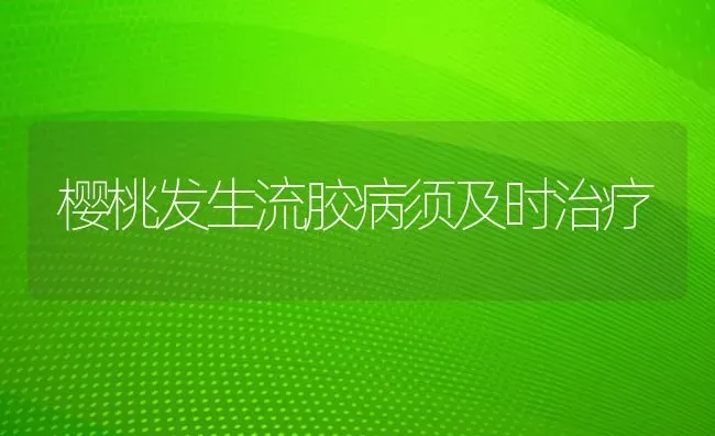 樱桃发生流胶病须及时治疗 | 瓜果种植