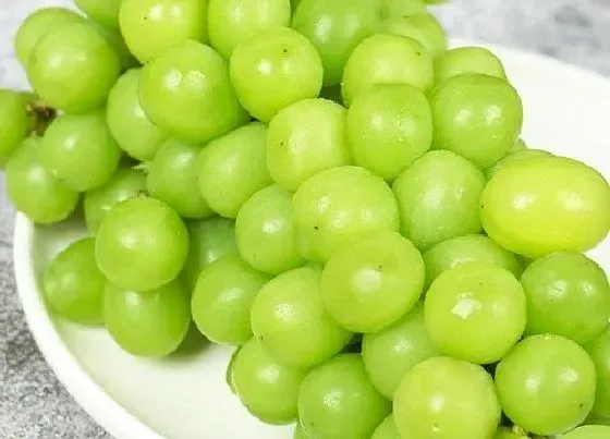 果实成熟|青提子什么季节成熟