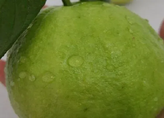 植物产地|福州产什么水果