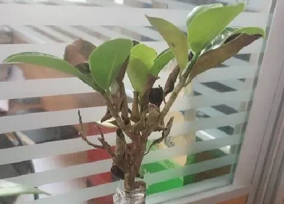 叶子发黄|榕树叶尖发黄怎么办