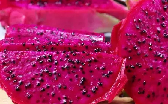 果实科普|火龙果几月开花结果 什么时候开花结果