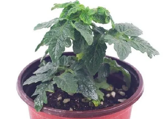 种植位置|家里可以种樱桃吗