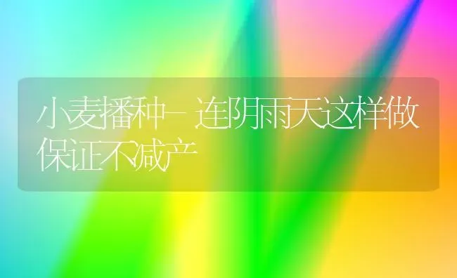 小麦播种-连阴雨天这样做保证不减产 | 粮油作物种植