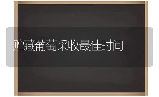 贮藏葡萄采收最佳时间 | 瓜果种植