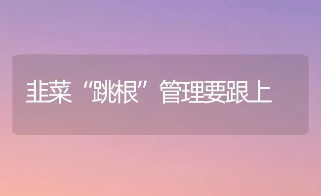 韭菜“跳根”管理要跟上 | 蔬菜种植