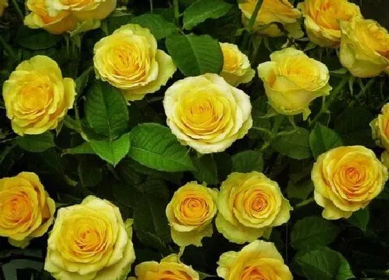 花语|黄玫瑰花语及代表意义