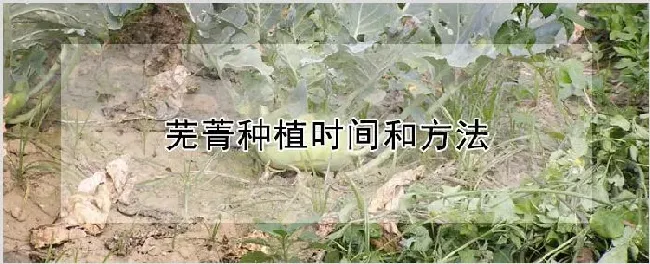 芜菁种植时间和方法 | 农业技术