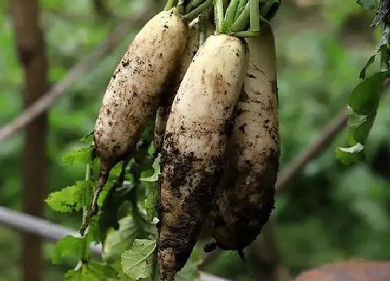 种植方法|萝卜的种植方法和时间