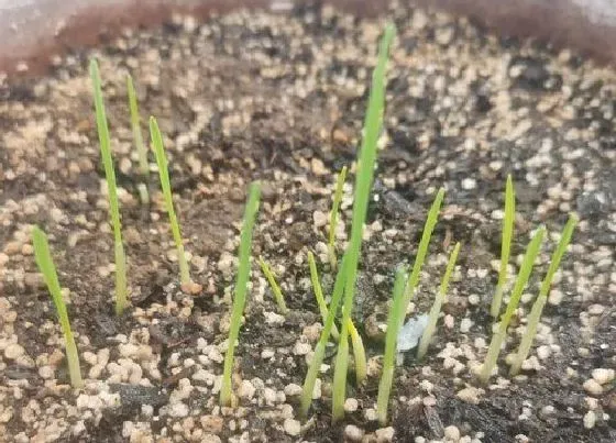 植物育苗|生菜几天发芽出苗 种子几天发芽出土