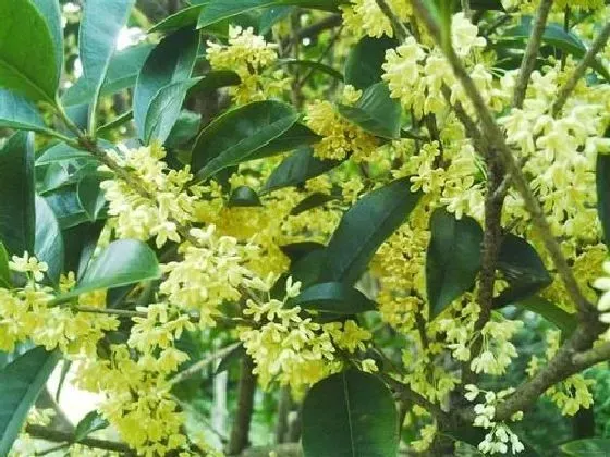 冬天植物|桂花树耐寒吗 冬天越冬能耐多少度低温
