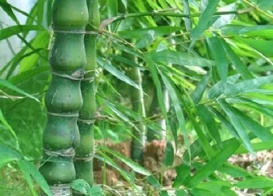 植物百科|竹子耐阴吗