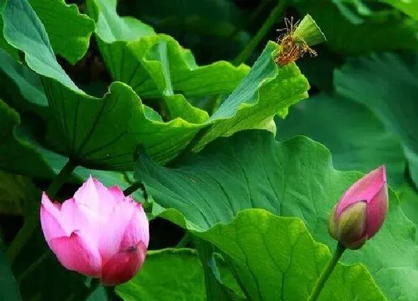 养殖方法|菜莲怎么养才能开花多