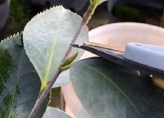 植物修剪|茶花什么时候剪枝最好